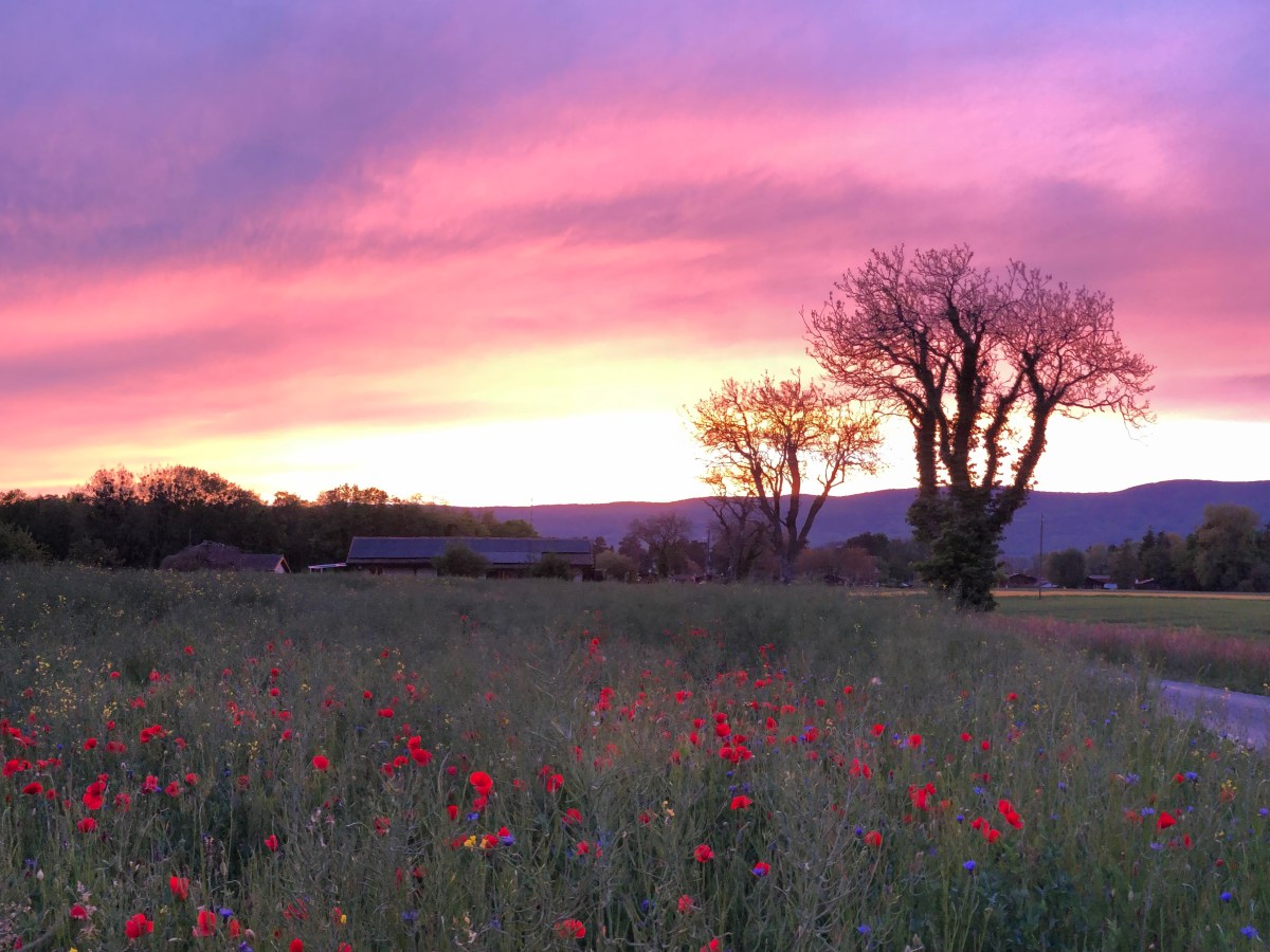 Ein Hamsterrad und ein&nbsp;Traum